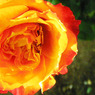 yellow rose