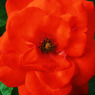 red wild rose