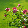 rose garden