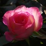 pink rose