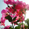 pink wild rose