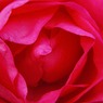 pink rose