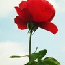 red rose