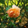 rose bush