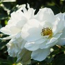 white rose