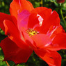 red wild rose