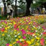 花壇