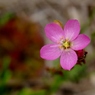 湿原の花たち～トウカイモウセンゴケ