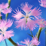 花写真＜2014-34＞＊カワラナデシコ