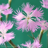 花写真<2014-35＞＊カワラナデシコ