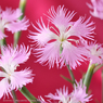 花写真<2014-36＞＊カワラナデシコ