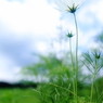 HANA・HANA 85 (Cosmos)