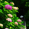 参道を　にぎわす紫陽花　ありがたし（2010年卓上ｶﾚﾝﾀﾞｰ6月分）