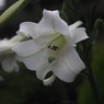 夏の花７