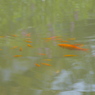金魚の学校