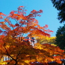 鳳凰の　羽ばたくように　紅葉もえ（2010年卓上ｶﾚﾀﾞｰ12月分β版)