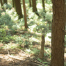 本仁田山より