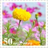 花切手＜2011-53＞＊マリーゴールド