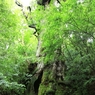 屋久島⑧
