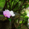 法然院