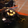 ウニ