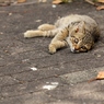 子猫、あそび（葉っぱ）