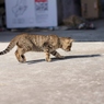 子猫、あそび（自分の影）