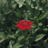 夏の花９