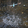 Splash