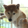 朝ごはん待ってますが・・・