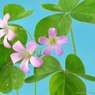 花写真＜2014-37＞＊ムラサキカタバミ
