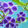 花写真＜2014-39＞＊ジュランタ
