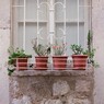 plants