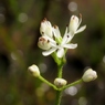 湿原の花たち～イワショウブ