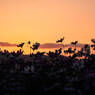 コスモス・藤原京跡・夕暮れ時
