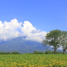 sakuranbo