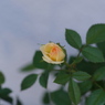 黄色いミニ薔薇の蕾