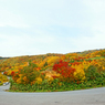 酸ヶ湯温泉近くの紅葉