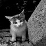 イカ耳になるのかな・・・？