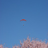 高遠の桜