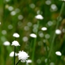 湿原の花達～シラタマホシクサの輝き