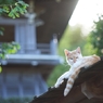 屋根の上から