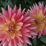花のワルツ