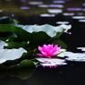 夏の花　～スイレン