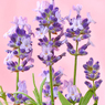 花写真<2014-42＞＊イングリッシュラベンダー