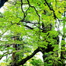 屋久島⑬