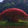 百日紅の花