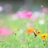 HANA・HANA 93 (Cosmos airy・秋色のなかで)