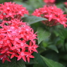 花壇の花 #02