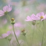 淡彩秋桜